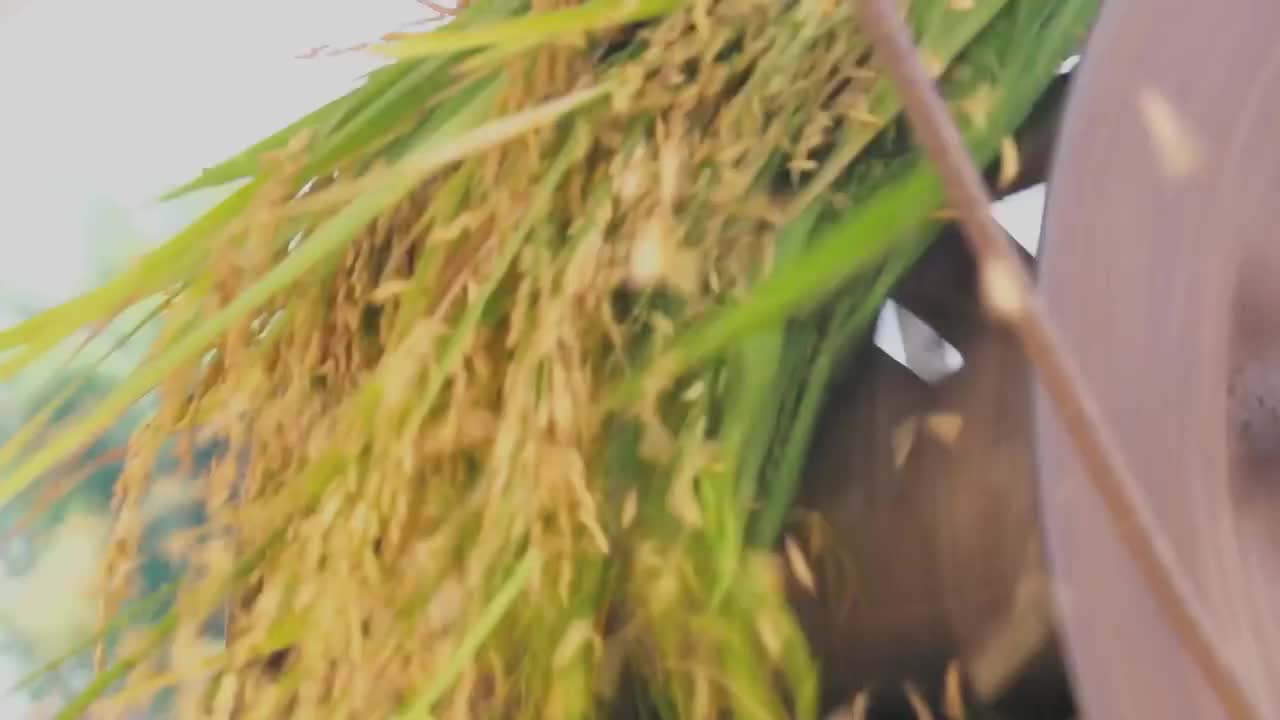 《稻之道》第4集：稻之味