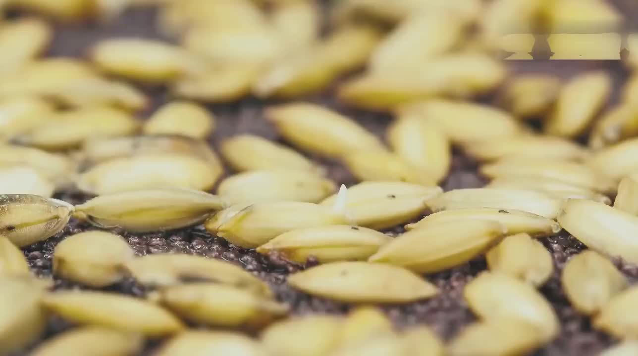 《稻之道》第2集 ：稻之田