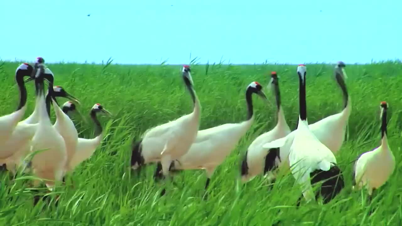 【美丽中国】《Amazing China》双语字幕绝佳英语听力素材，感受中国自然风光-p58-58.长寿之鸟[高清版]