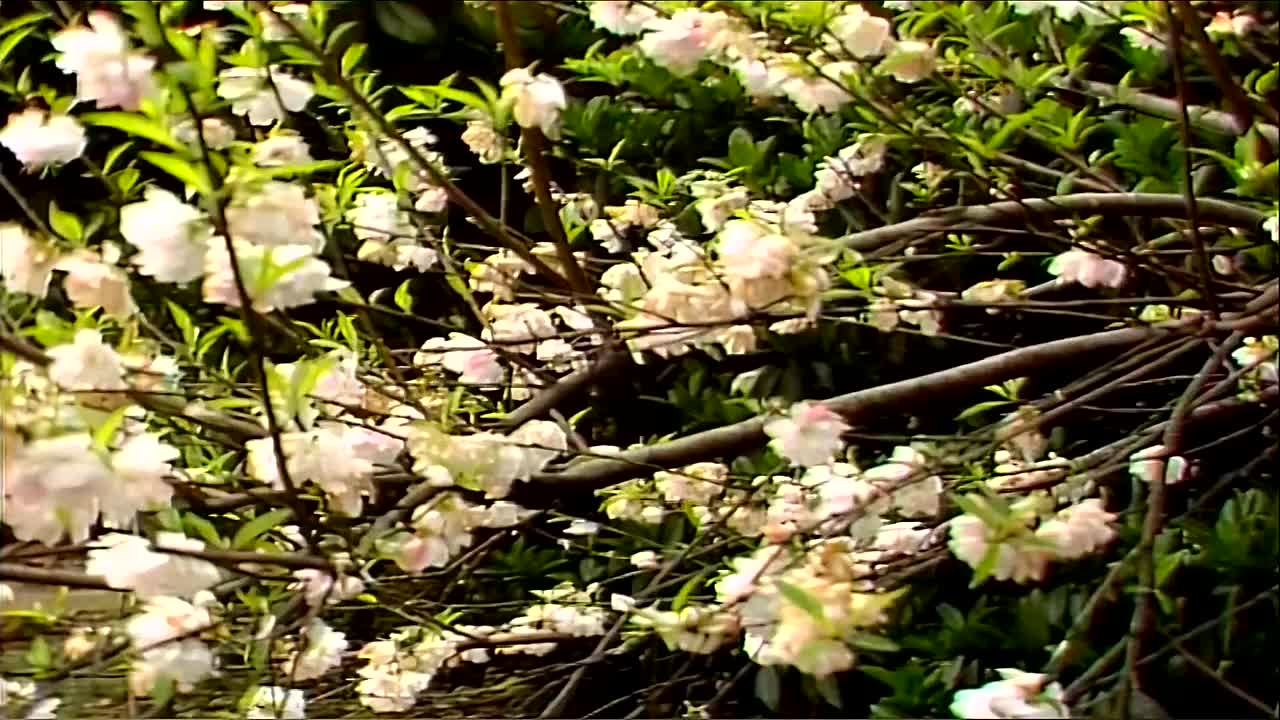 伴奏-葬花吟