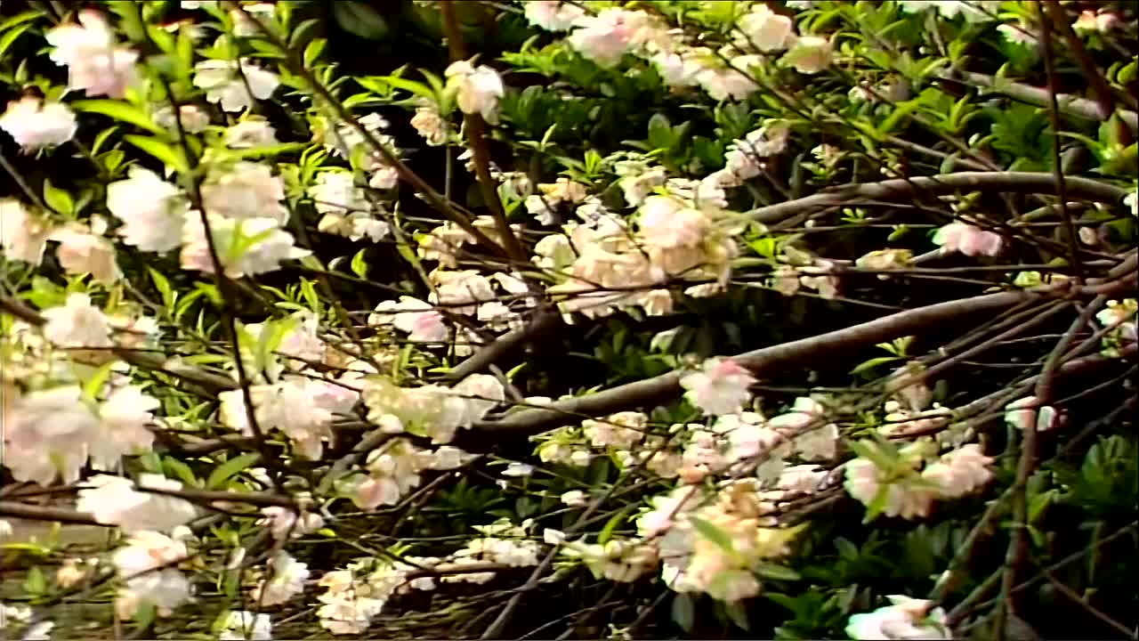 杜比音效-葬花吟原唱