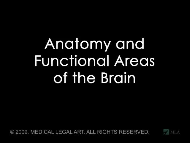 脑解剖 110-Brain Anatomy and Functions Nucleus Health