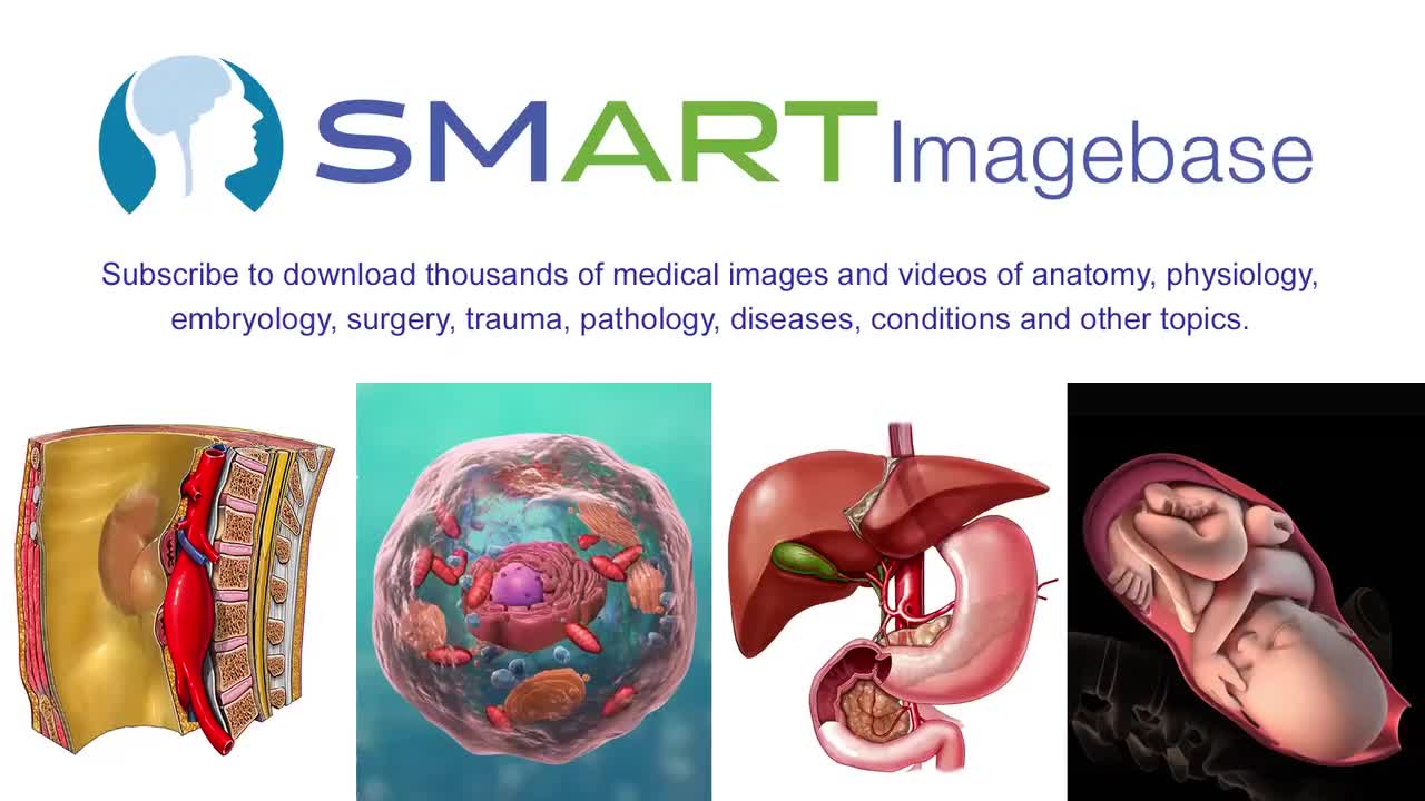 女性避孕原理-阴道海绵 Vaginal Sponge