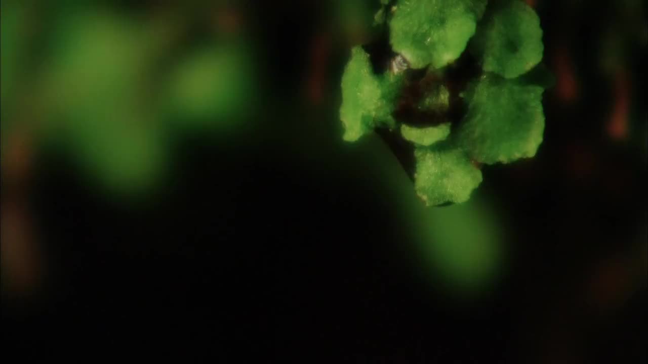 五台山（上）：五爷庙 观音洞[1080P]