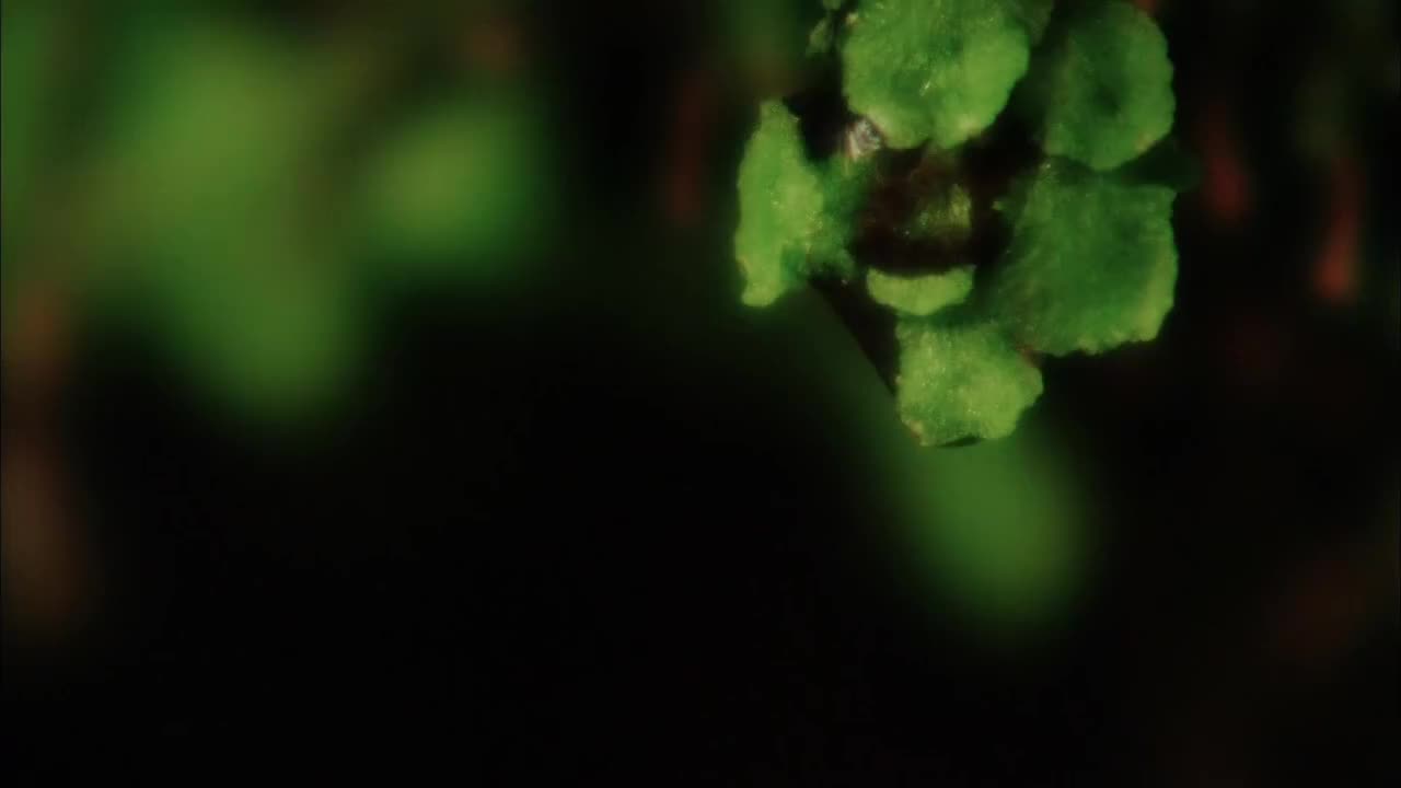 九华山（下）[1080P]