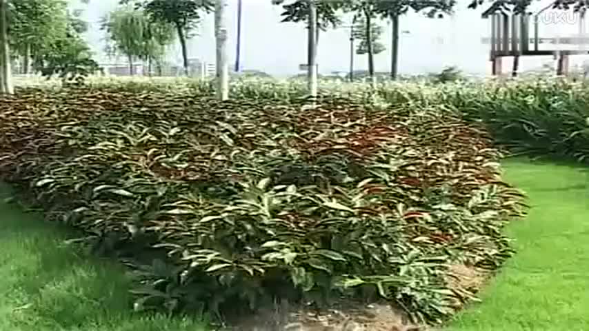 《说唱陈世美》