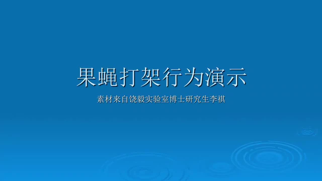 6.6.1-果蝇打架行为演示