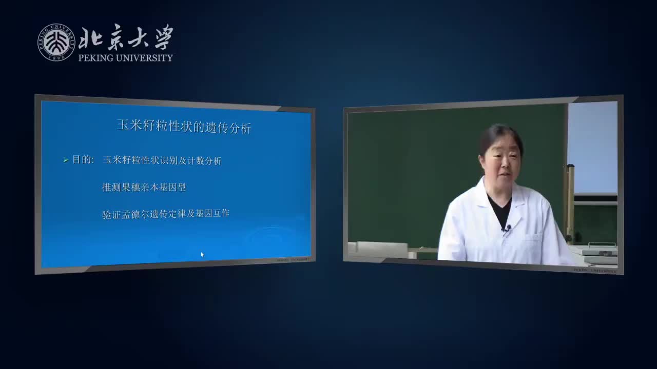 7.1.1-实验理论：玉米籽粒性状的遗传分析-1