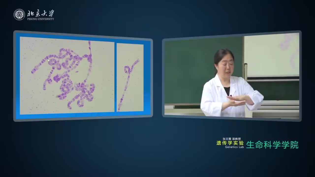 3.3.1-实验理论：果蝇唾腺染色体的压片及观察-3