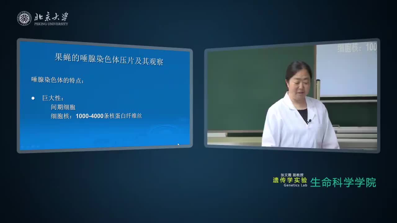 3.1.1-实验理论：果蝇唾腺染色体的压片及观察-1