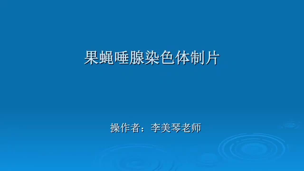 3.4.1-唾腺染色体压片制备演示
