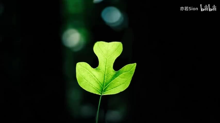 20. 绿叶如何制造有机物