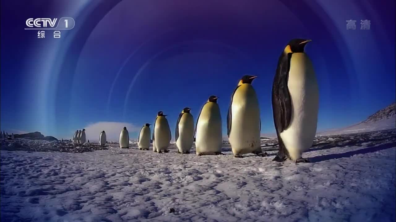 第2集：蹒跚学步