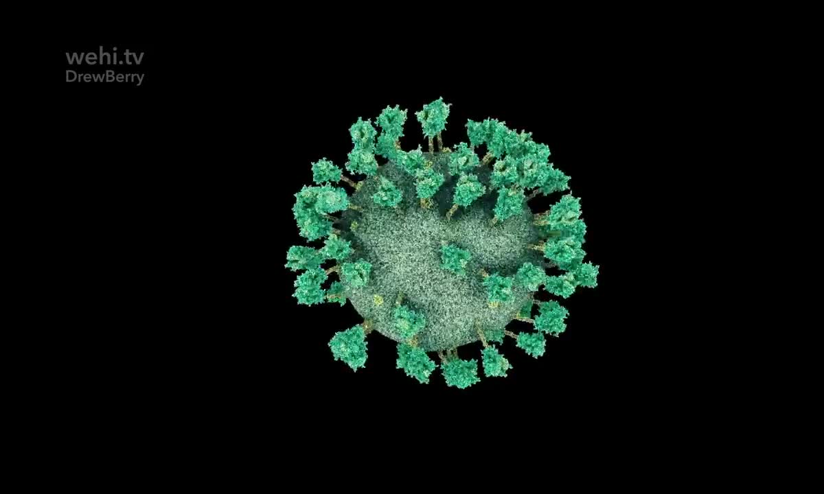 COVID-19 vs抗体 26-COVID-19 vs Antibody (2020) Drew Berry wehi.tv