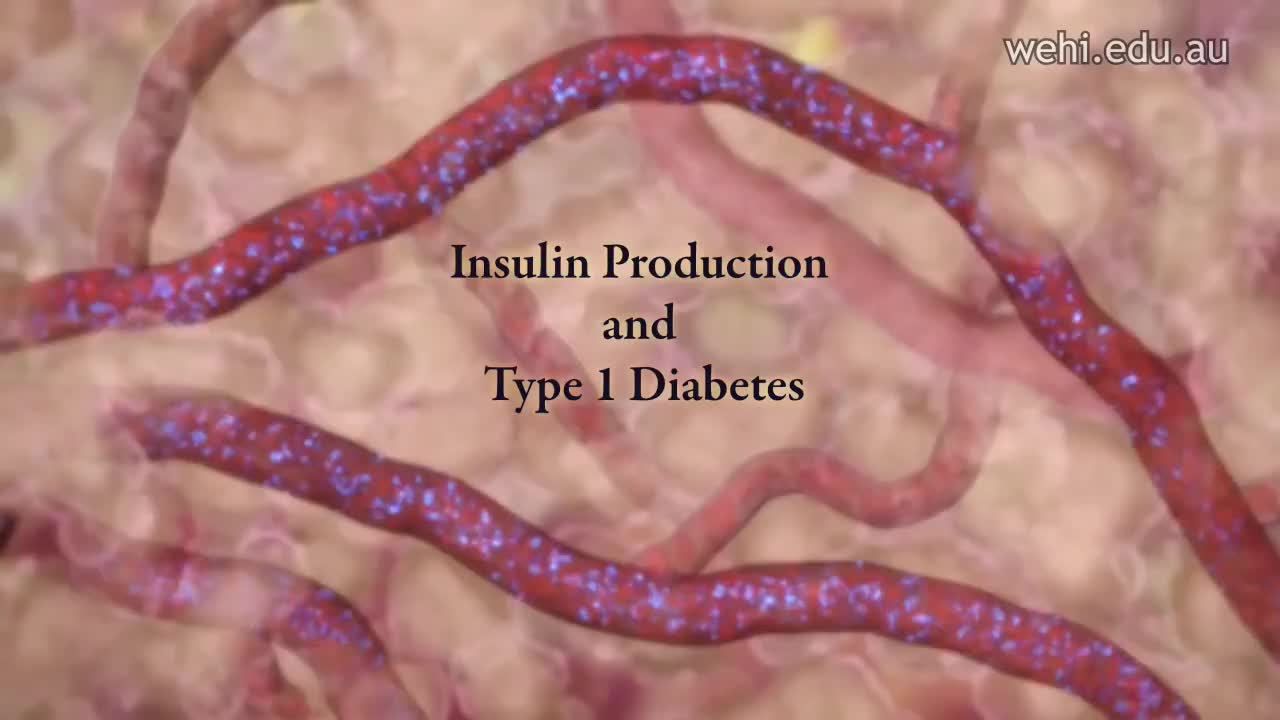 胰岛素的产生与1型糖尿病 34-Insulin Production and Type 1 Diabetes
