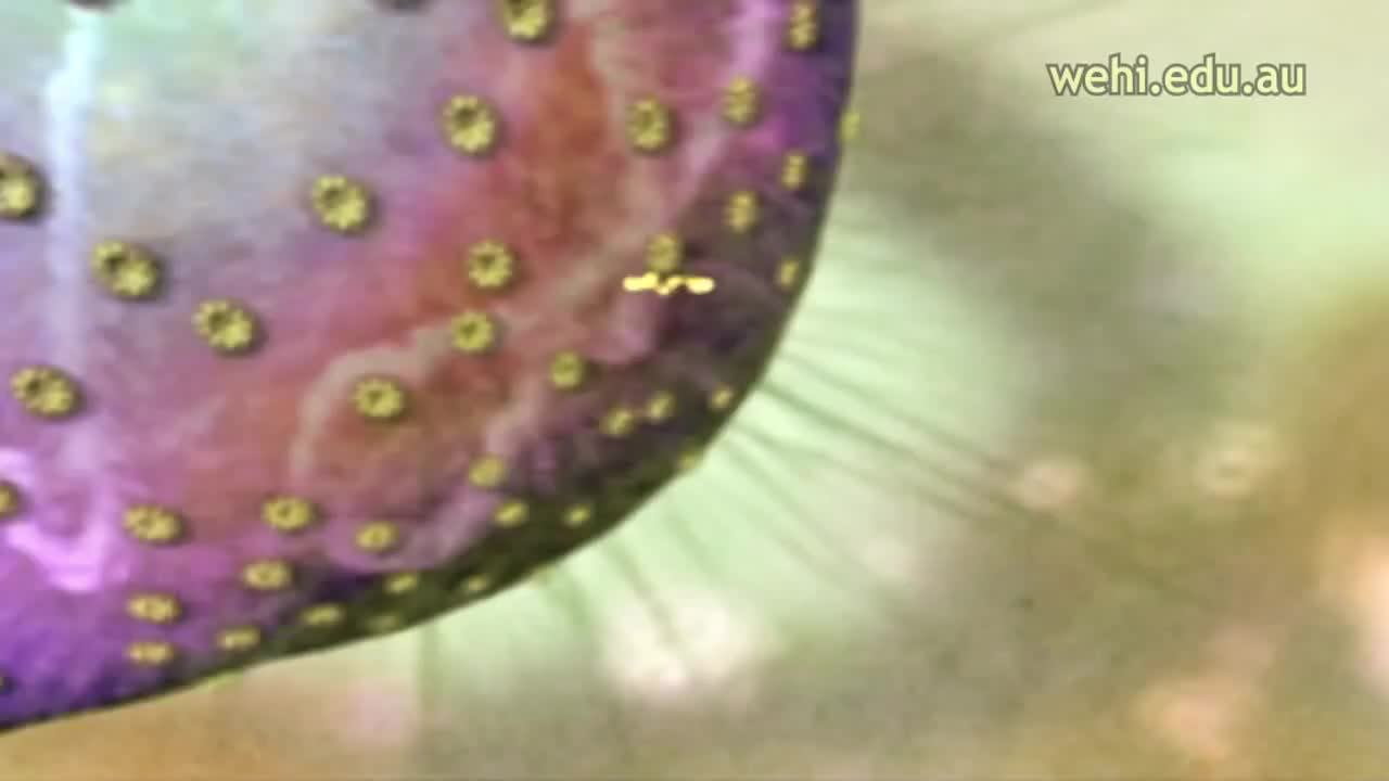 基因翻译 - 中心法则第 2 部分 31-Gene Translation - Central Dogma Part 2