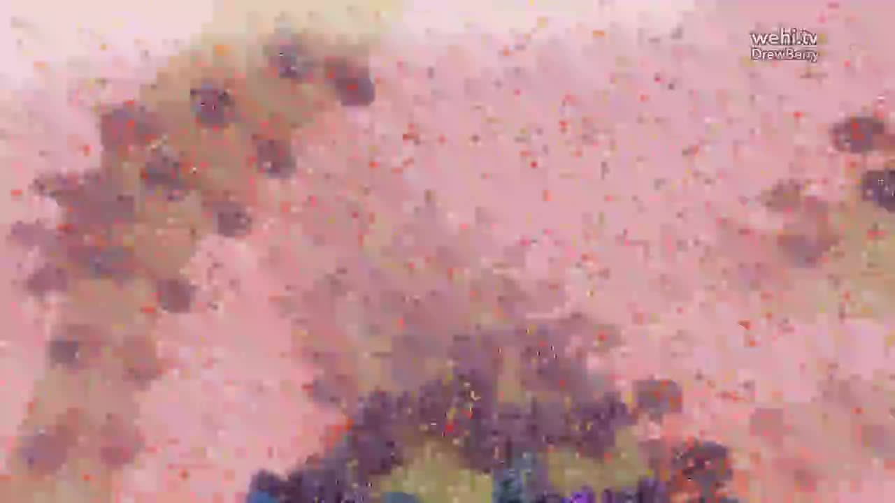 线粒体内-嵴小管横断 12-Mitochondria interior – Transection through cristae tubule