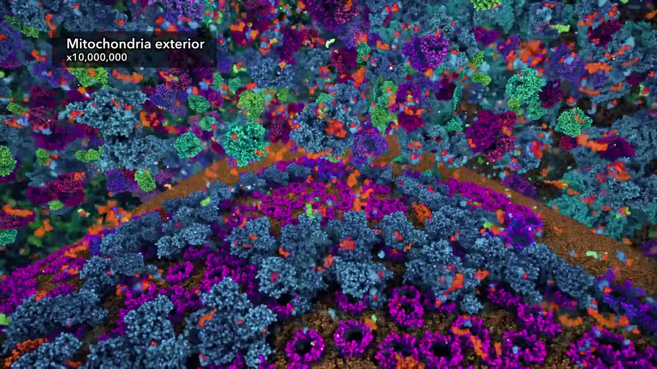 丙酮酸脱氢酶复合体 10-Pyruvate Dehydrogenase Complex (2021) Drew Berry wehi.tv