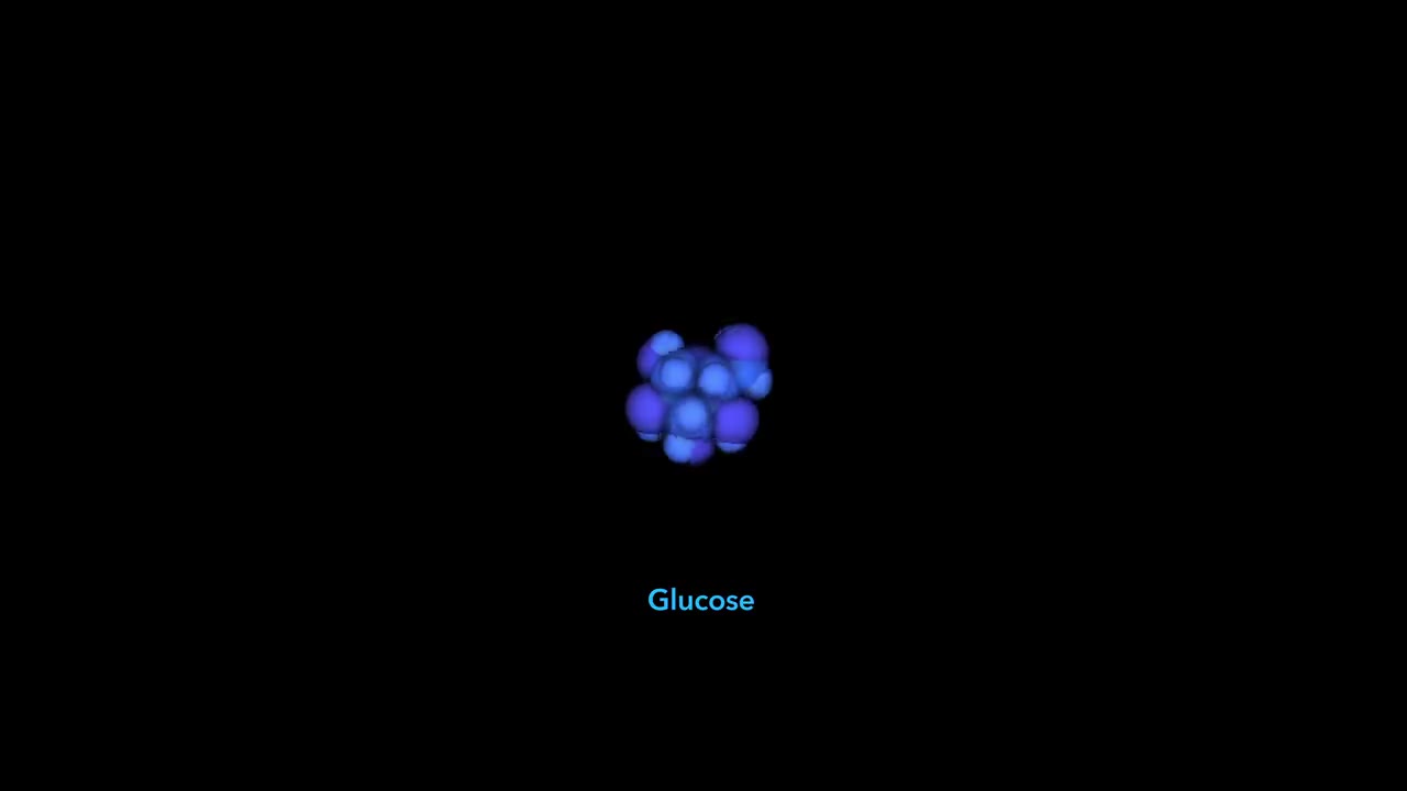 糖酵解 11-Glycolysis by wehi.tv (2021)