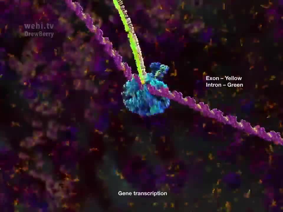 mRNA加工和剪接体 32-mRNA processing and the Spliceosome (2014) by Drew Berry wehi.tv