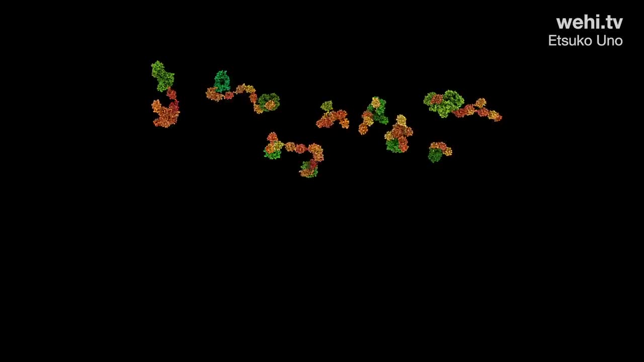泛素和帕金森病 3-Ubiquitin and Parkinson's Disease (2021) by Etsuko Uno wehi.tv