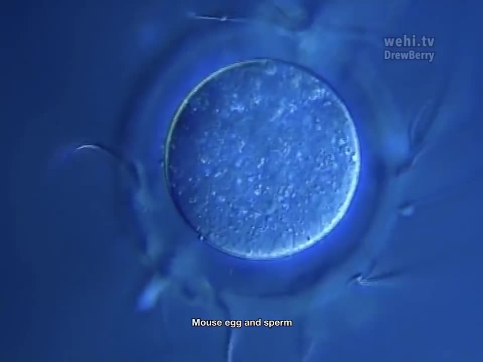 减数分裂 60-Meiosis