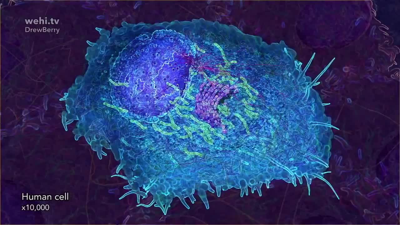 DNA的动画 1-DNA animation (2002-2014) by Drew Berry and Etsuko Uno wehi.tv