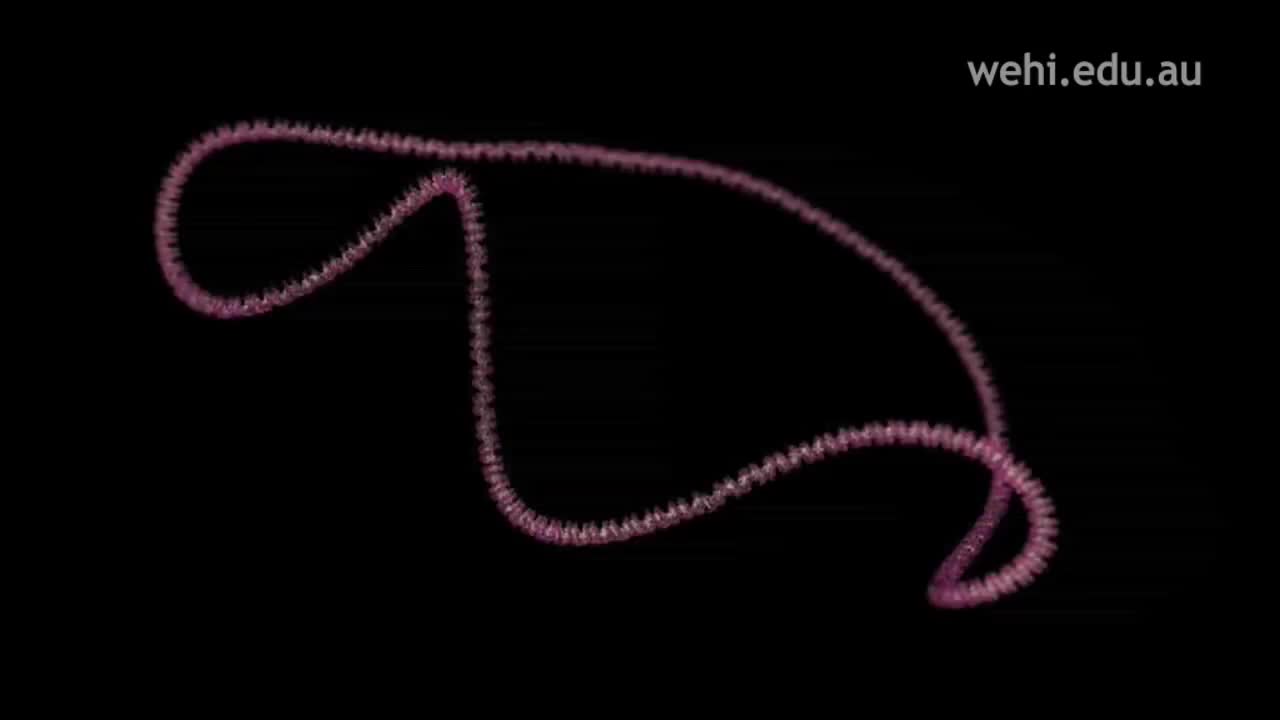 限制性内切酶EcoR1 69-Restriction Enzyme EcoR1