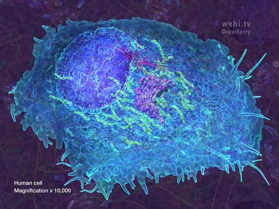细胞器7：内质网 55-Cell Organelles 7 Endoplasmic Reticulum