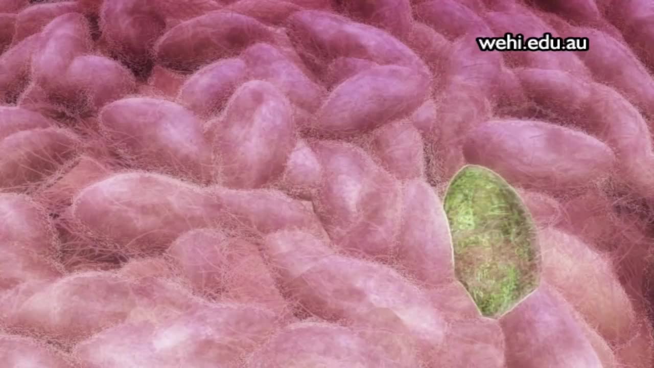 细胞凋亡 5-Apoptosis (2006) by Drew Berry wehi.tv, sound design Franc Tétaz