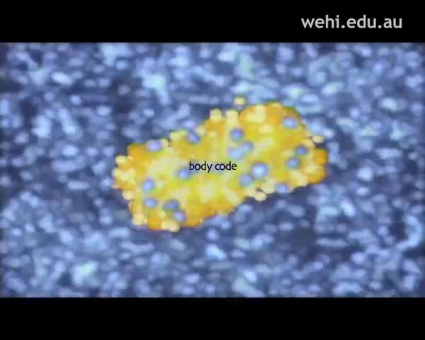 人体密码 23-Body Code (2000-2003) Drew Berry wehi.tv