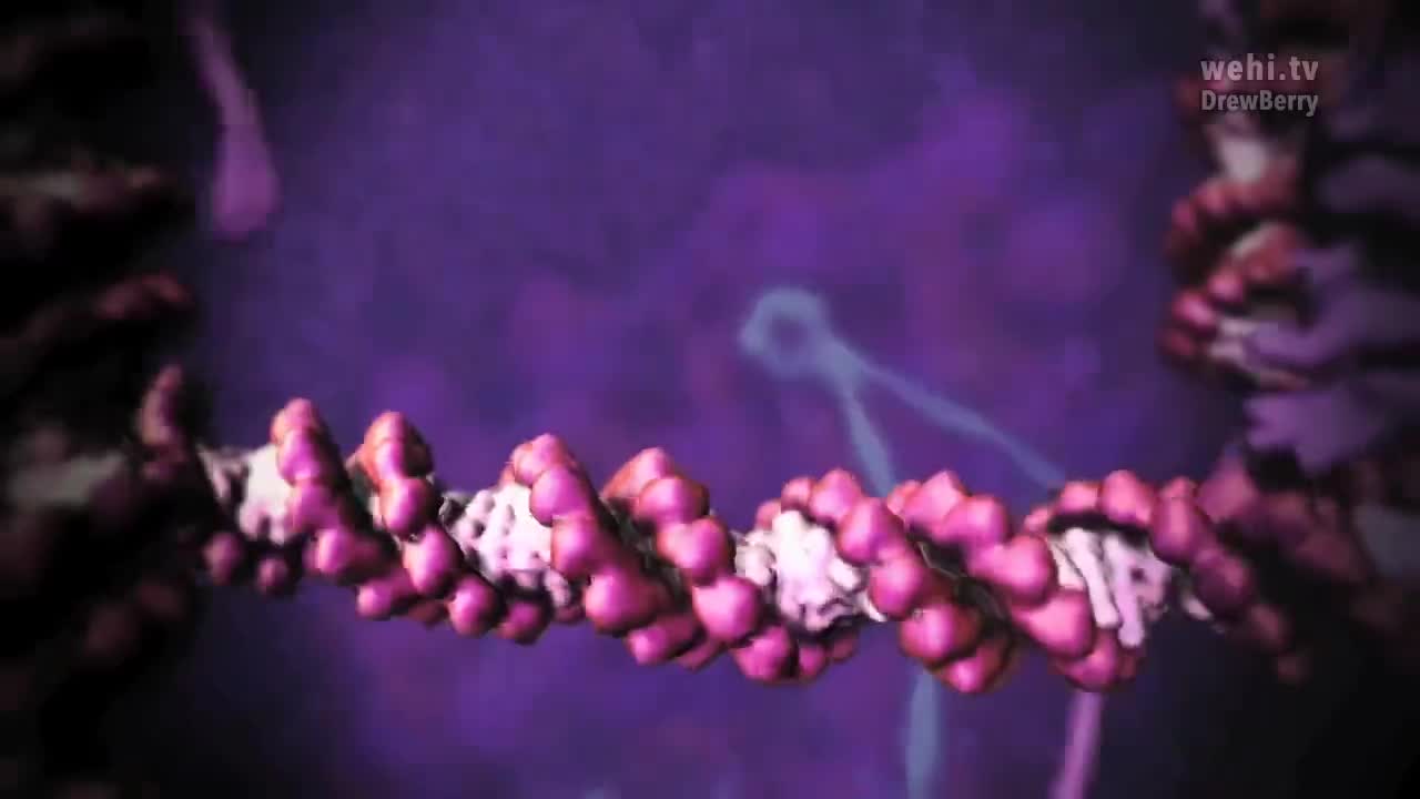 着丝粒 72-Kinetochore – no narration