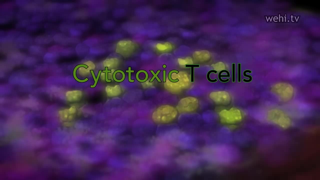 细胞毒性淋巴细胞 65-Cytotoxic T cells