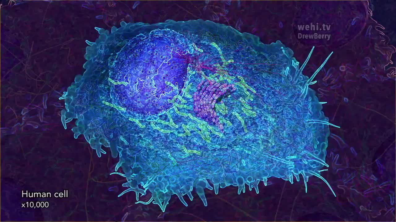 细胞器1：细胞核 50-Cell Organelles 1 Nucleus