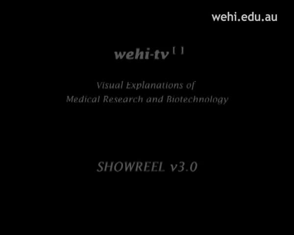 作品集 38-wehi.tv showreel #3 (2000) Drew Berry weh.tv