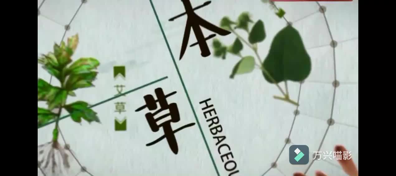 荷花映日-徵调阳(心属火)