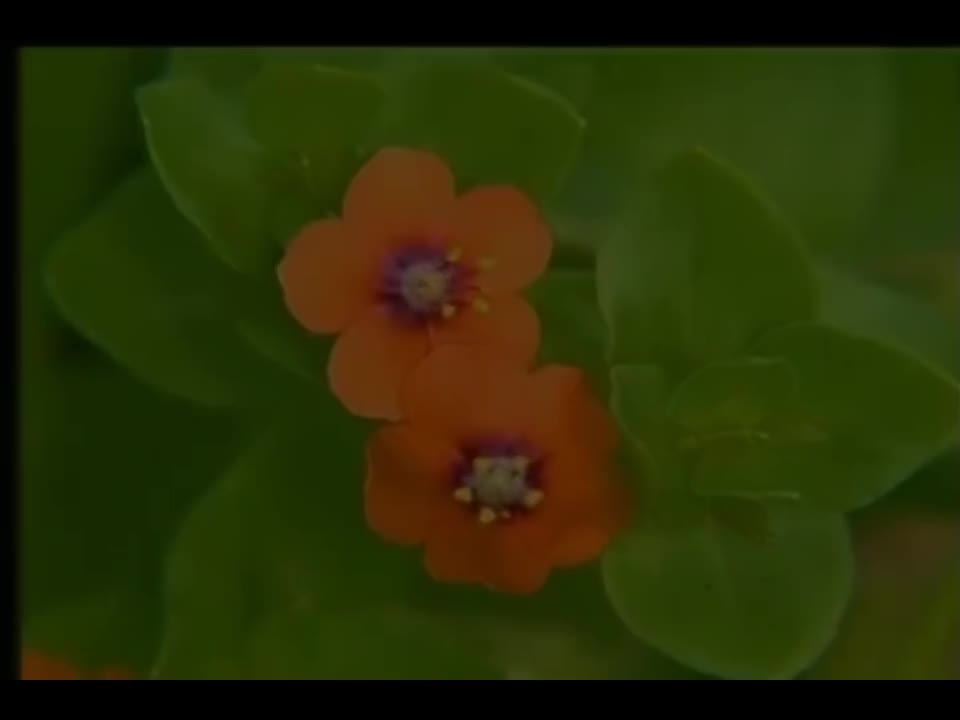 压力 【1th 乐行者】