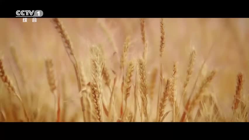 8.【朗读者】【谢谢】谢谢的背后，是恩重如山的相助，是不动神色的善良(Av85760461,P8)