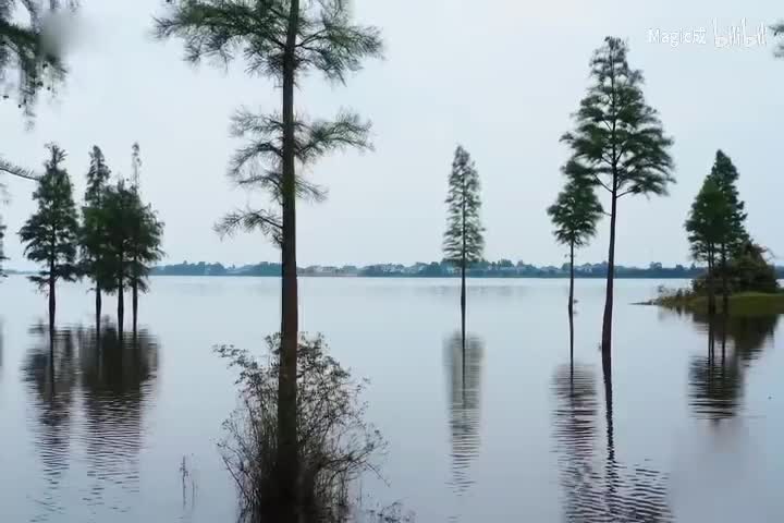 如愿_周深_国语