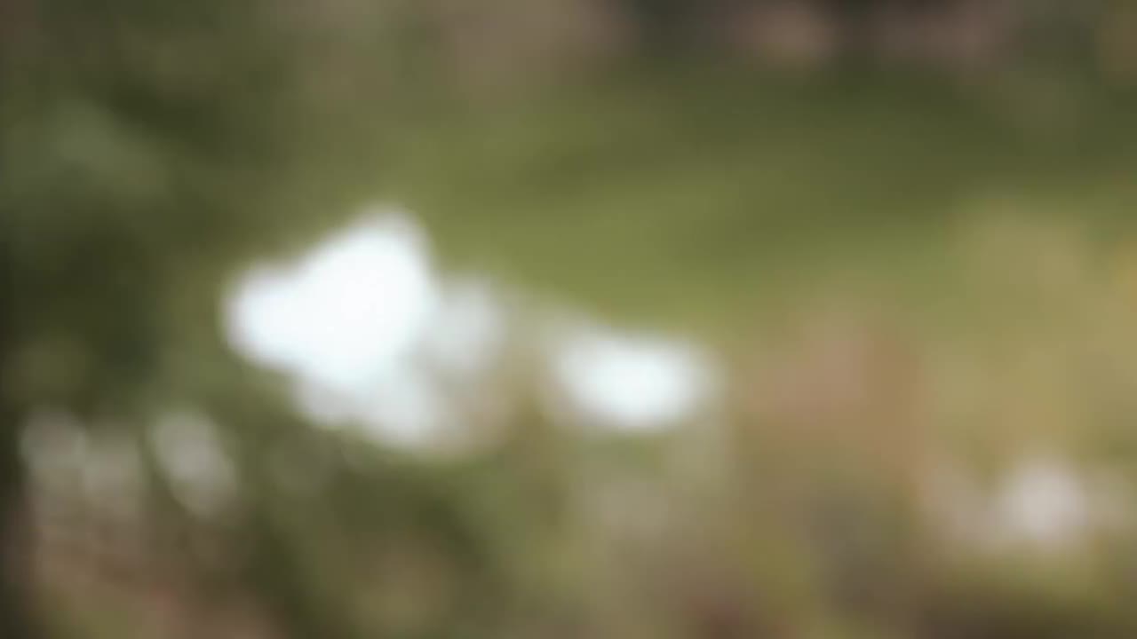 熊世界 - Carry On