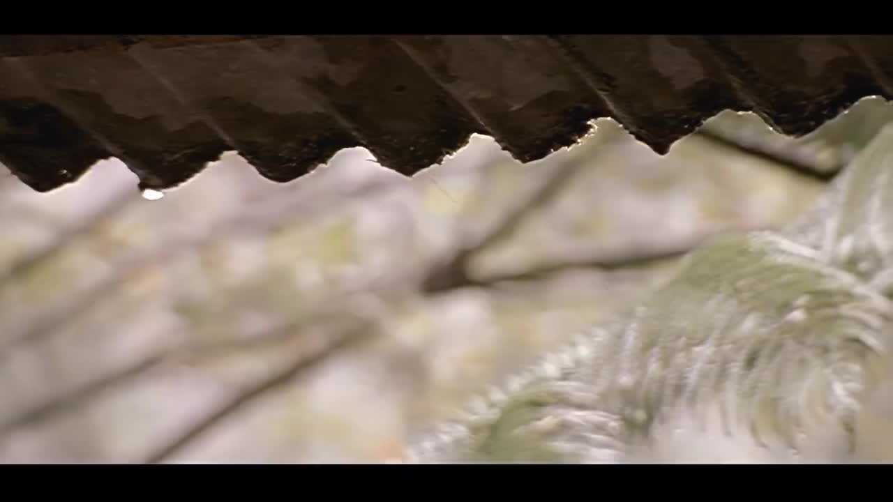 【十一月的萧邦】枫 4K修复 --柯佳嬿出演