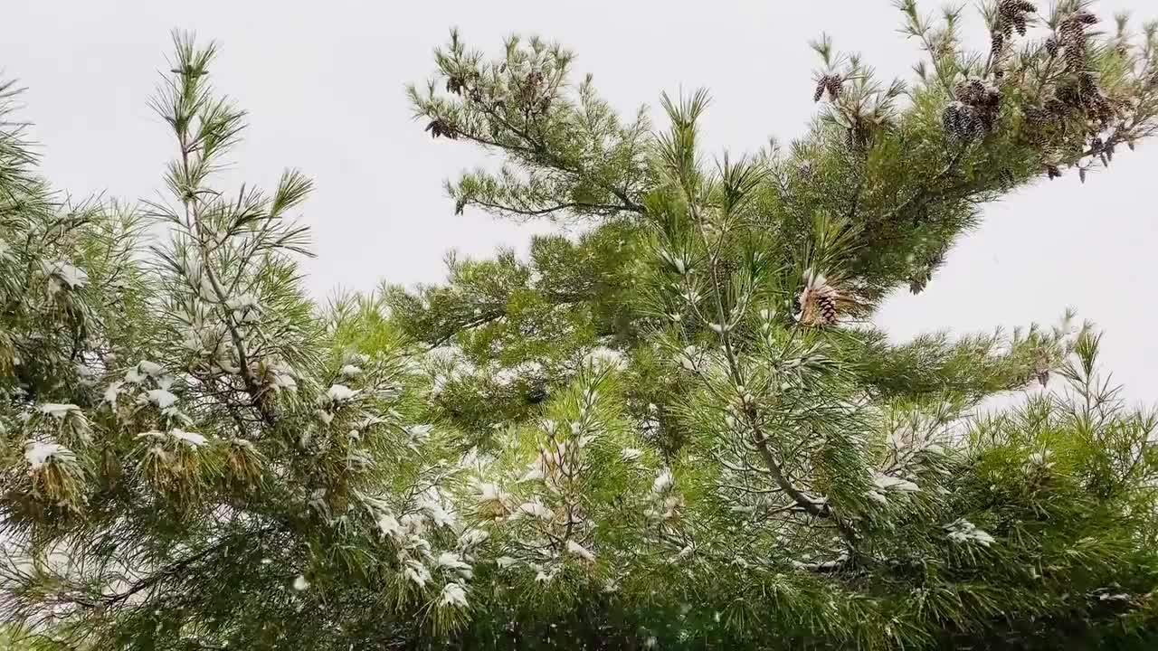 冬季系列素材（19）