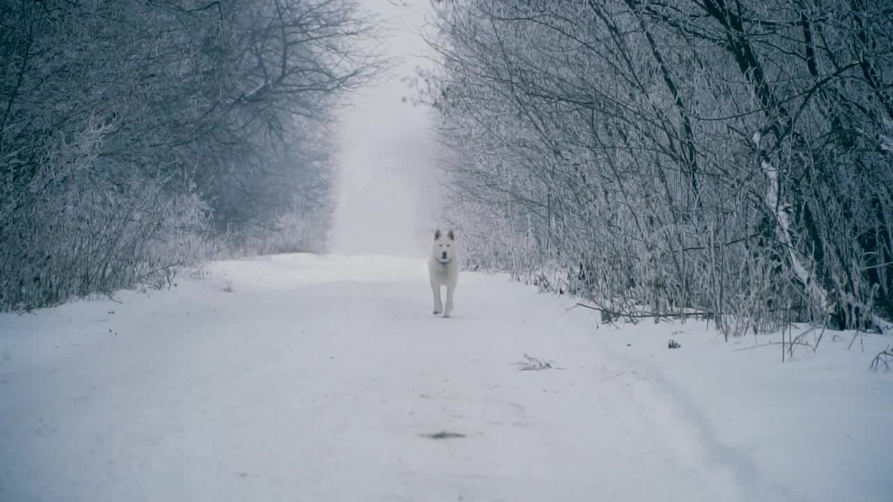 冬季系列素材（23）