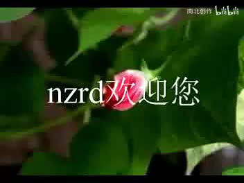 豫剧《金銮喜》上