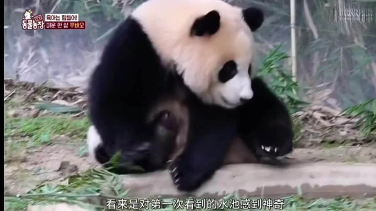 熊掌拨清波