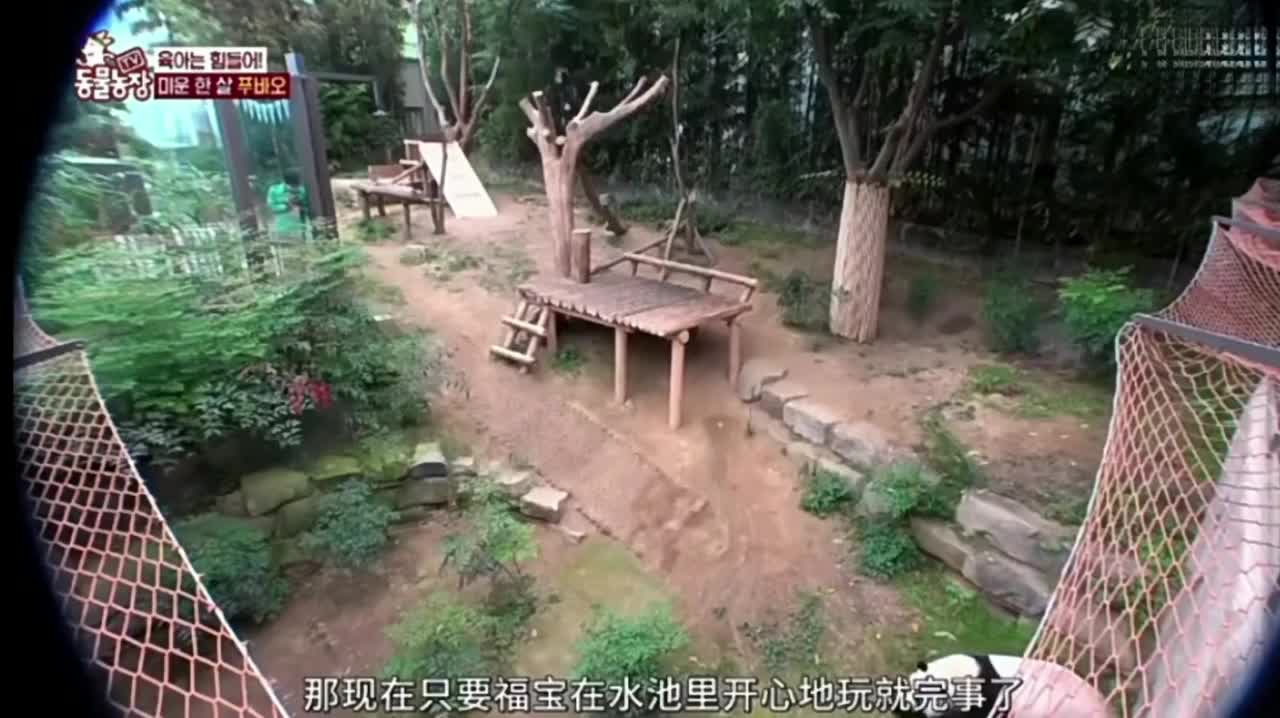 福宝玩水