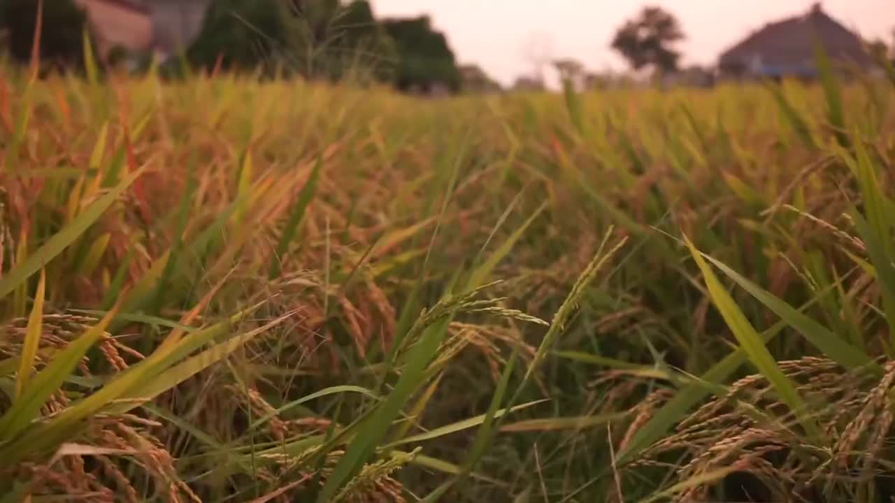 3.1080p秋天稻田行走