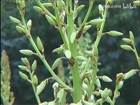 077.二人台 公媳鸳鸯配