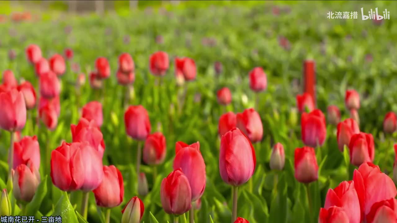 009.城南花已开 - 三亩地