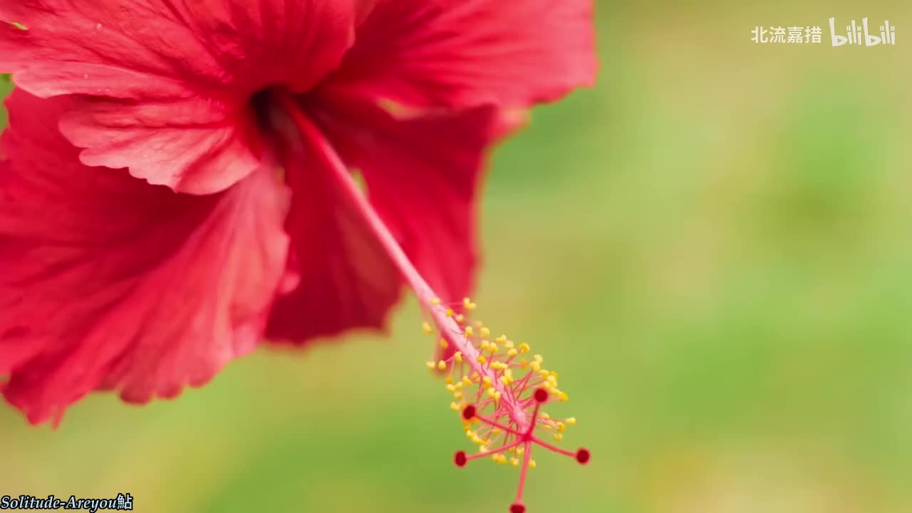 139.Solitude-Areyou鮎